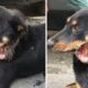 Rescue Stray Dog Was Broken Lower Jaw & AMAZING TRANSFORMATION