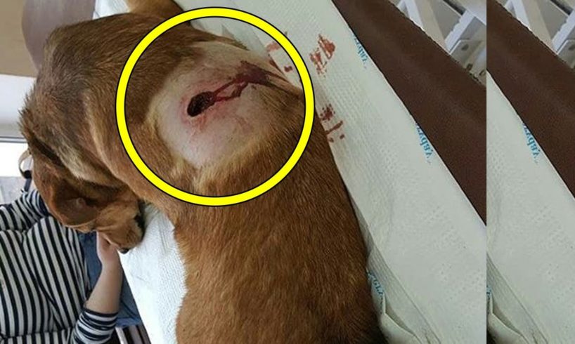 Rescue Stray Dog Was Shot In The Back Made He Was Paralyzed