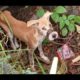 Rescue The Poor Dog When She Was Caught in The Slaughterhouse Then Escape |Animal Rescue TV