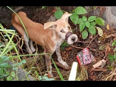 Rescue The Poor Dog When She Was Caught in The Slaughterhouse Then Escape |Animal Rescue TV