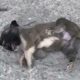 Rescue Tiny Puppy Cry In Pain Really broke our heart