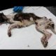 Rescue a Homeless Dog That Will Melt Your Heart and Amazing Transformation  2020 Animal Rescue
