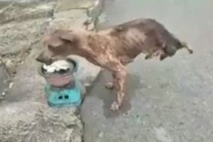 Rescue an Abandoned Dog That Will Melt Your Heart, Now Watch His Transformation 2020 Animal Rescue