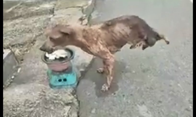 Rescue an Abandoned Dog That Will Melt Your Heart, Now Watch His Transformation 2020 Animal Rescue