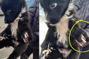 Rescue  an orphaned soul, unwanted puppy , a new victim of the abandon, hit by a train