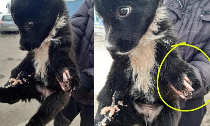 Rescue an orphaned soul, unwanted puppy , a new victim of the abandon, hit by a train