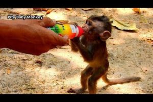 Rescue baby Alba by extra milk from new Cameraman, Thanks for kindness human for wild life