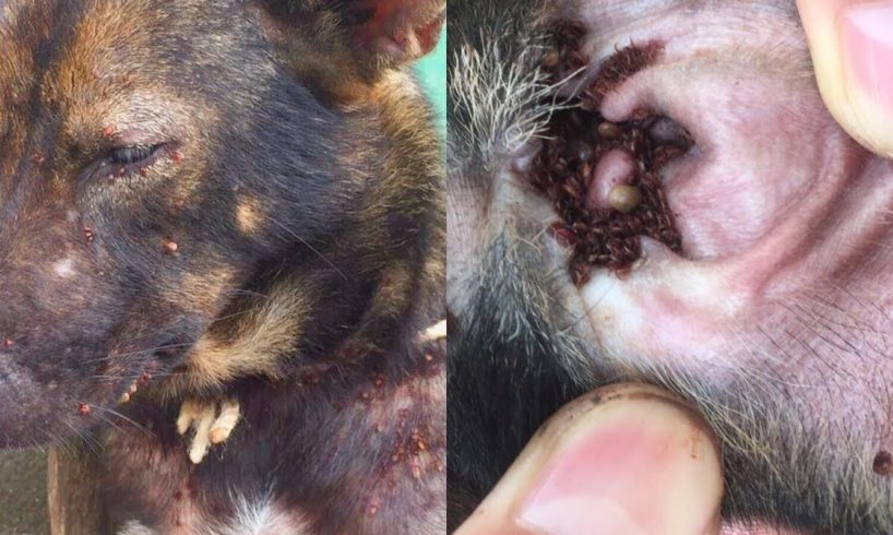 Rescue dogs in Vietnam | Remove thousands of dog ticks in poor PIT dog ears