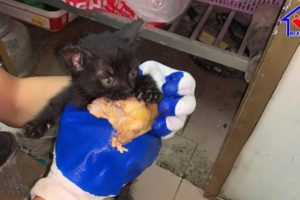 Rescue poor kitten Steal garbage food in dirty kitchen to survive!