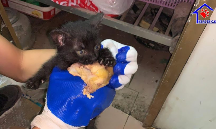 Rescue poor kitten Steal garbage food in dirty kitchen to survive!