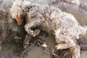 Rescue puppy froze in a puddle,  miracle survived after she lay all night