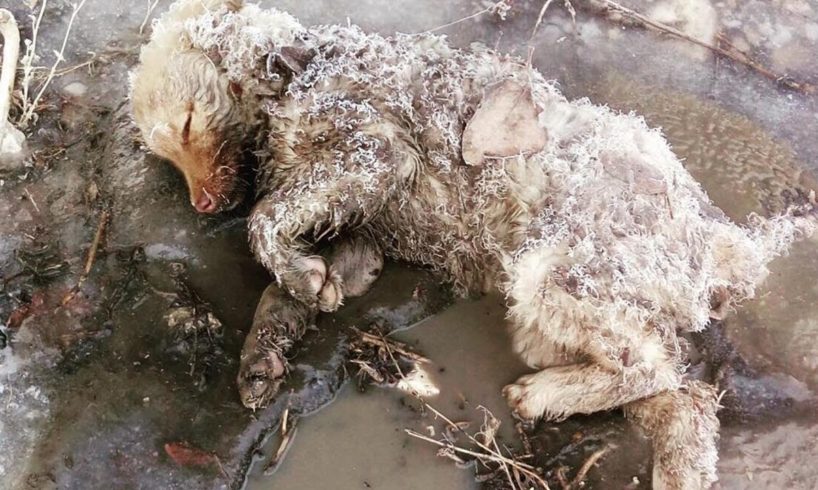 Rescue puppy froze in a puddle,  miracle survived after she lay all night