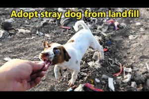 Rescue stray dog from landfill and adopt