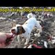Rescue stray dog from landfill and adopt