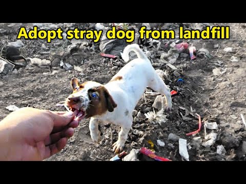Rescue stray dog from landfill and adopt