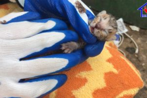 Rescue unbreathing newborn kitten was thrown in plastic bag and adopted them