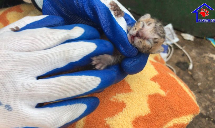 Rescue unbreathing newborn kitten was thrown in plastic bag and adopted them