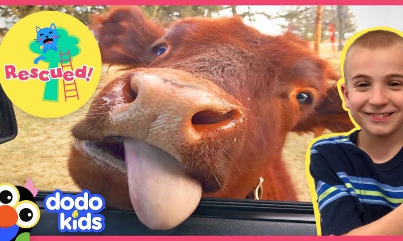 Rescued Baby Cow Follows Her Mom Like A Puppy | Animal Videos for Kids | Dodo Kids