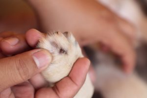 Rescued Cute Puppy Tick Removal From Paw