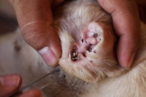 Rescued Dog Big Tick Removal From The Deep Ear