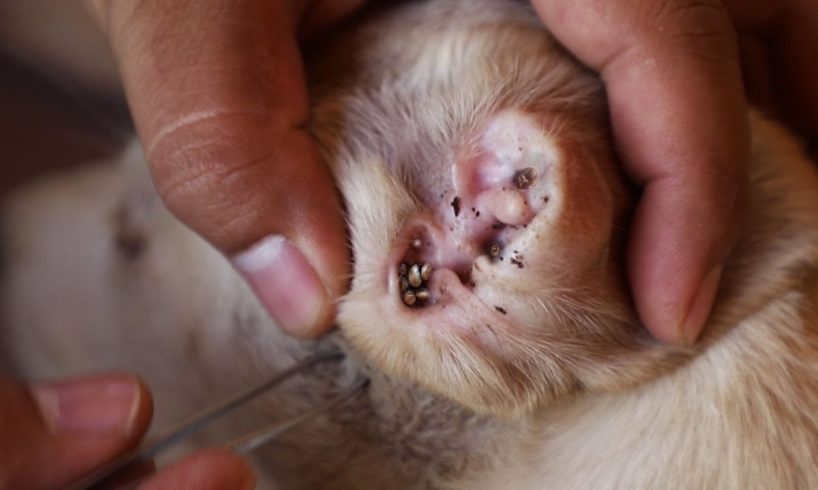 Rescued Dog Big Tick Removal From The Deep Ear