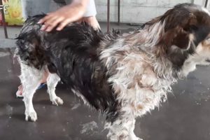 Rescued Dog Giving Take A Bath | Helping Cleaning Dog Body