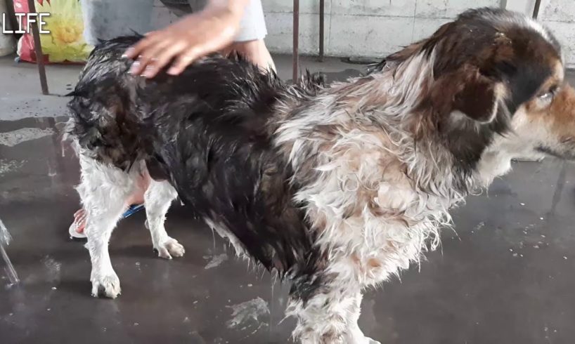 Rescued Dog Giving Take A Bath | Helping Cleaning Dog Body