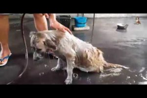 Rescued Dog Helping Cleaning Body To Remove Ticks