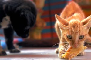 Rescued Kitten Giving Food Poor Kitten | Rescued Kitten From Pagoda