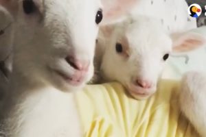 Rescued Lambs Dance Together When They're Happy  | The Dodo