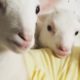 Rescued Lambs Dance Together When They're Happy  | The Dodo