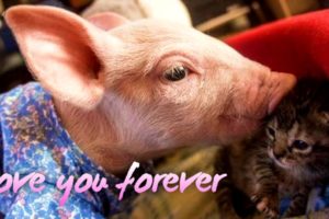 Rescued Piglet And Abandoned Kitten Become Best Friends, And They Are Just So Adorable
