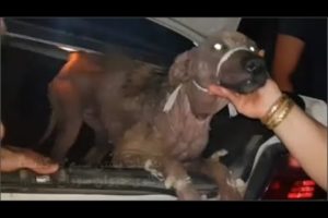 Rescued poor Dog Abandoned Dermatitis all over The body in the Night &Amazing Transfomation