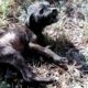 Resuce Abandoned Puppy Is Covered With Bruises, Mange & Extremely Malnourished