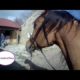 Riding an Arabian horse, after 22 days off.  The Gallop. Part 3
