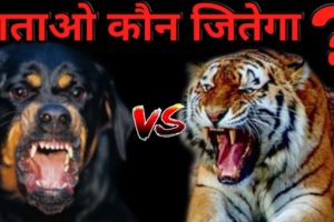 Rottweiler vs Tiger  Who Win the Fight ? | Best Animals Fights | Tiger vs Rottweiler -Dogs Biography