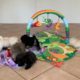 Royal Flush Havanese: Tiny Cute Puppies