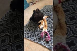 Royal Flush Havanese: Tiny cute puppies playing