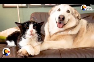 SAD Dog Loses Cat Best Friend, But Gets 4 Foster Kittens To Take Care Of | The Dodo