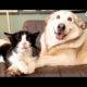 SAD Dog Loses Cat Best Friend, But Gets 4 Foster Kittens To Take Care Of | The Dodo