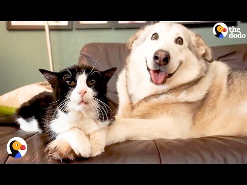 SAD Dog Loses Cat Best Friend, But Gets 4 Foster Kittens To Take Care Of | The Dodo