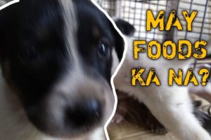 SANA LAHAT GANITO KA CUTE | CUTE PUPPIES