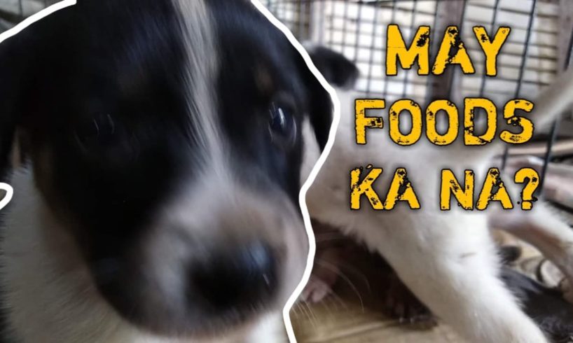 SANA LAHAT GANITO KA CUTE | CUTE PUPPIES