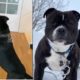 STAFFORDSHIRE BULL TERRIER DOG TRAINING VIDEOS ! DOG WORKOUT !  CUTE PUPPIES PLAYING !