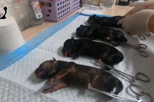 Saving 4 Cutest puppies by helping pregnant dog to give birth I Vietnam Animal Vet Clinic