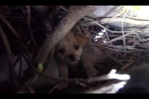 Saving five orphaned puppies - watch until the end for an amazing transformation!