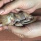 Saving tiniest newborn kitten was abandoned by mom – Rescue 2 days old orphan kitten