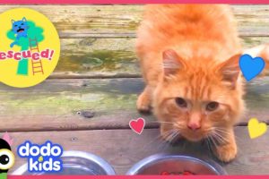 Scared Stray Cat Transforms Into Cuddliest Kitten | Animal Videos For Kids | Dodo Kids