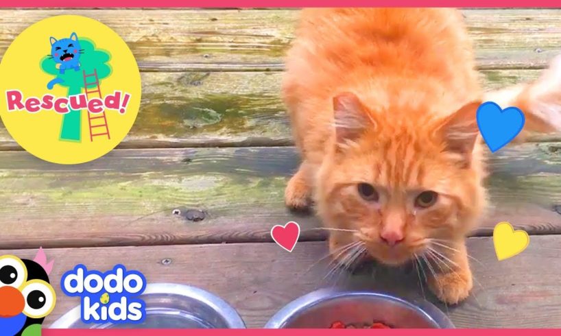 Scared Stray Cat Transforms Into Cuddliest Kitten | Animal Videos For Kids | Dodo Kids