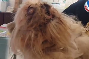 Screaming From Pain, Homeless Puppy Rescued With Removed Eye